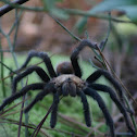 Tarantula