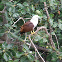 Unnamed spotting