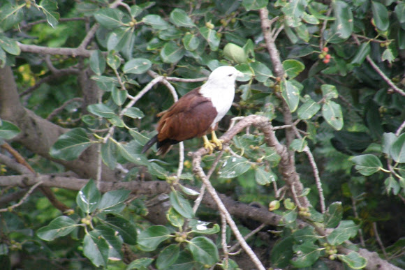 Spotting Image 1