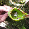 Nepenthes