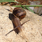 Caracol helix