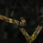 Ruddy-tailed Flycatcher