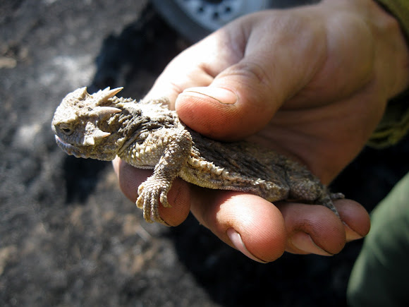 Spotting Image 1