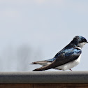 Tree Swallow