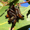 Sawfly larvae