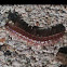 Flat-backed Millipede