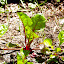 Rainbow Silverbeet