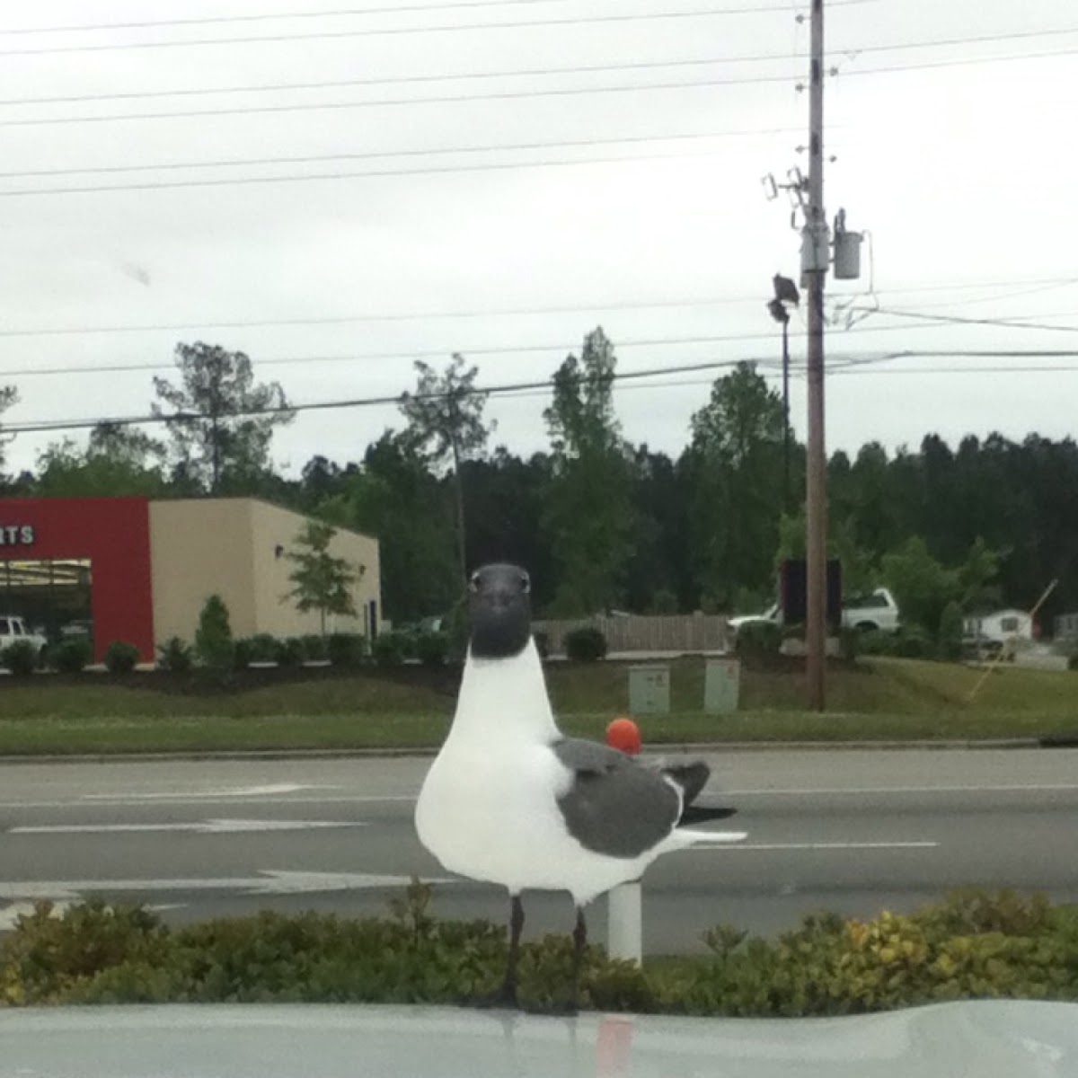 Seagull