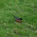 North American Robin
