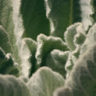 Hierba del Paño / Great Mullein