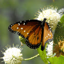 Queen Butterfly
