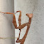 Carolina Mantis