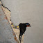 Hirundo rustica