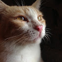 Domestic Cat