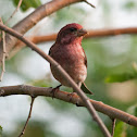 Purple Finch