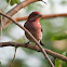 Purple Finch
