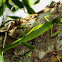 Green-crested lizard