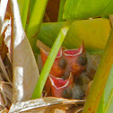 Red-winged Blackbird hatchlings