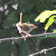 Common Tailorbird
