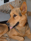 Perro pastor alemán