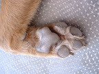 Pata de perro