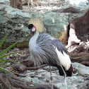 Grey Crowned Crane
