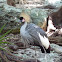 Grey Crowned Crane