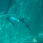 Commerson's Dolphin