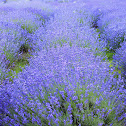 common lavender, true lavender or narrow-leaved lavender