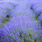 common lavender, true lavender or narrow-leaved lavender