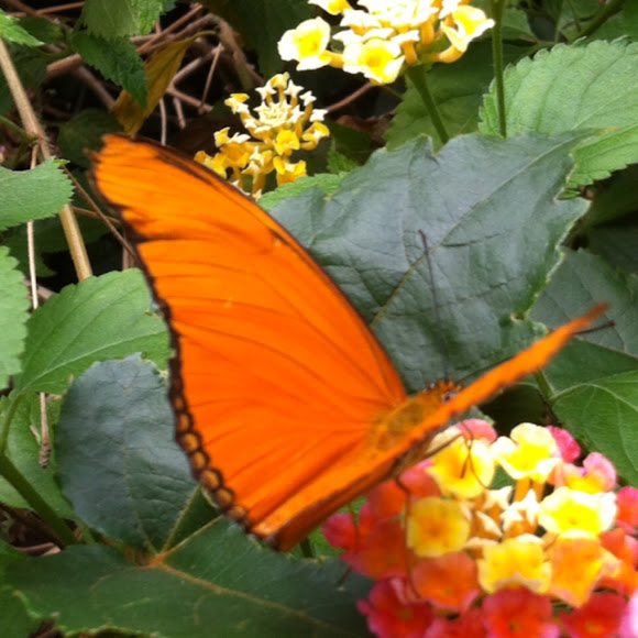 Spotting Image 1