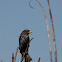 Red Winged Blackbird (female)