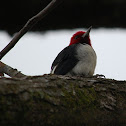 Red Headed Woodpecker