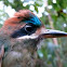 Tody motmot