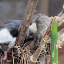 Titis Monkey