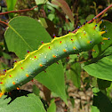 Emperor gum moth with parasites