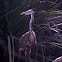 great blue heron