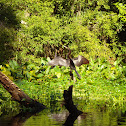 Anhinga