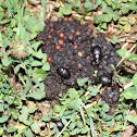 Dung Beetles