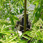 Tricolored Heron