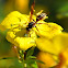 Paper Wasp