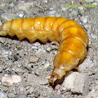 Glow worm