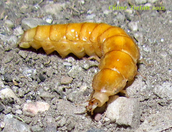 Spotting Image 1