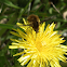 Large Bee Fly