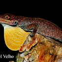 Anolis