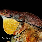 Anolis