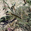 White-lined sphinx moth