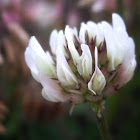 unknown Clover