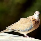 Laughing Dove