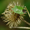 Green shield bug, Odorek zieleniak